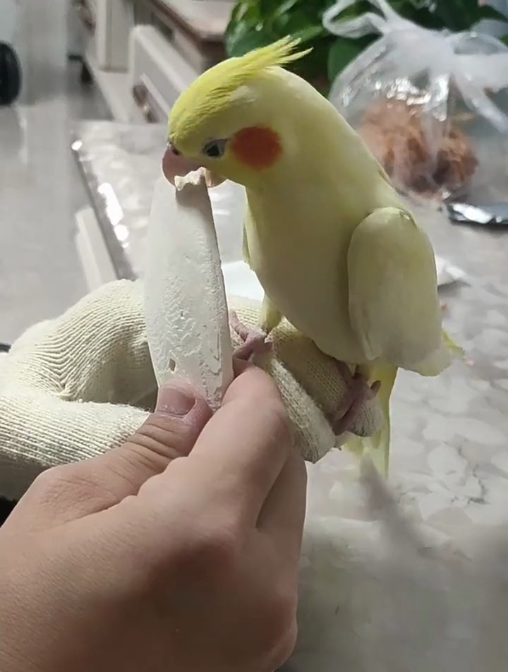 给鹦鹉吃墨鱼骨有什么好处?