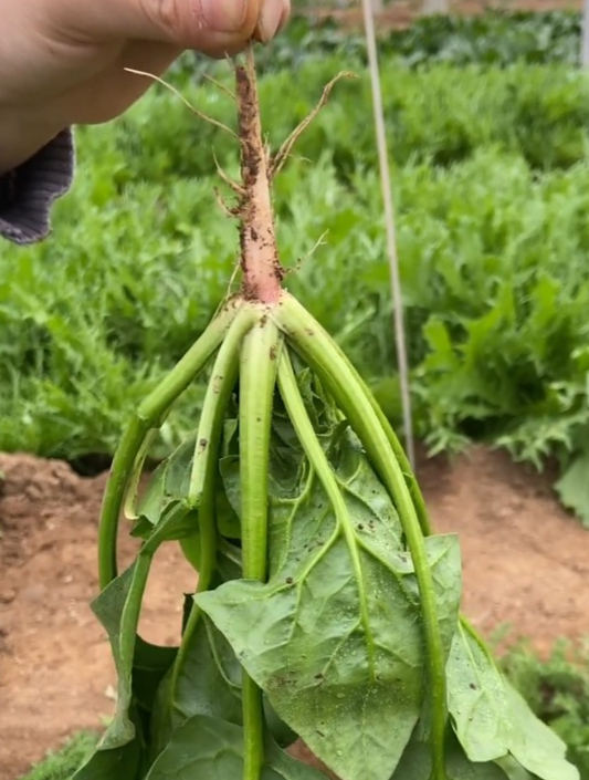 菠菜堪比“强心剂”,它是最平价的滋补菜,根茎叶各有好处!