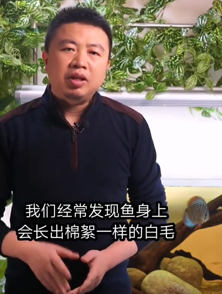 鱼身上长白毛 教你几招治水霉 以及如何预防水霉病的发生
