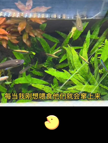 黄金鳉是什么品种鱼?水面一霸,养了它,别的鱼就等着饿肚子吧!