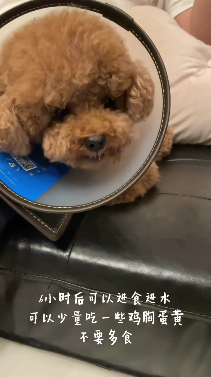 狗狗绝育手术前后详细过程朗妹因为子宫有积液不得不进行绝育手术