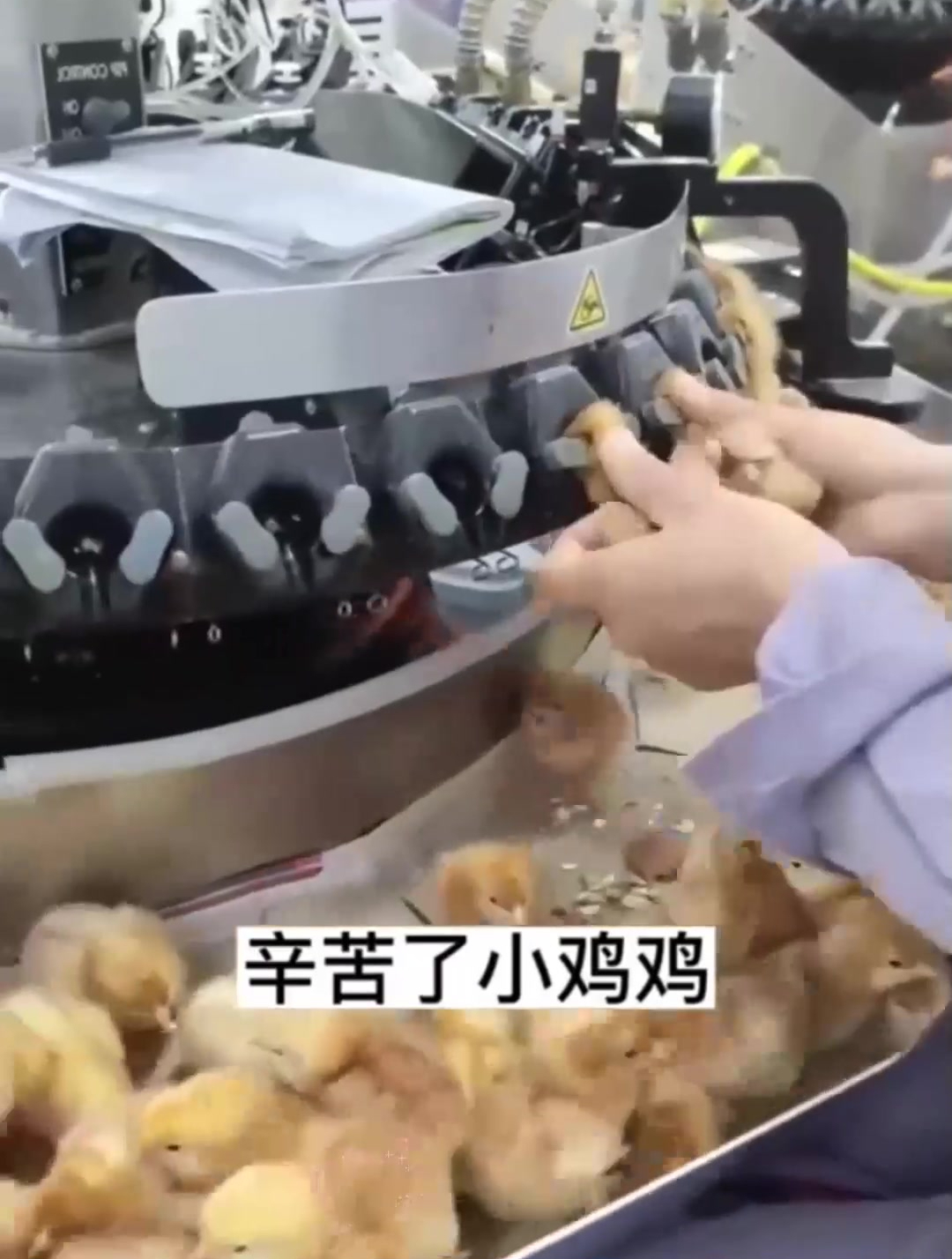 辛苦了小鸡鸡