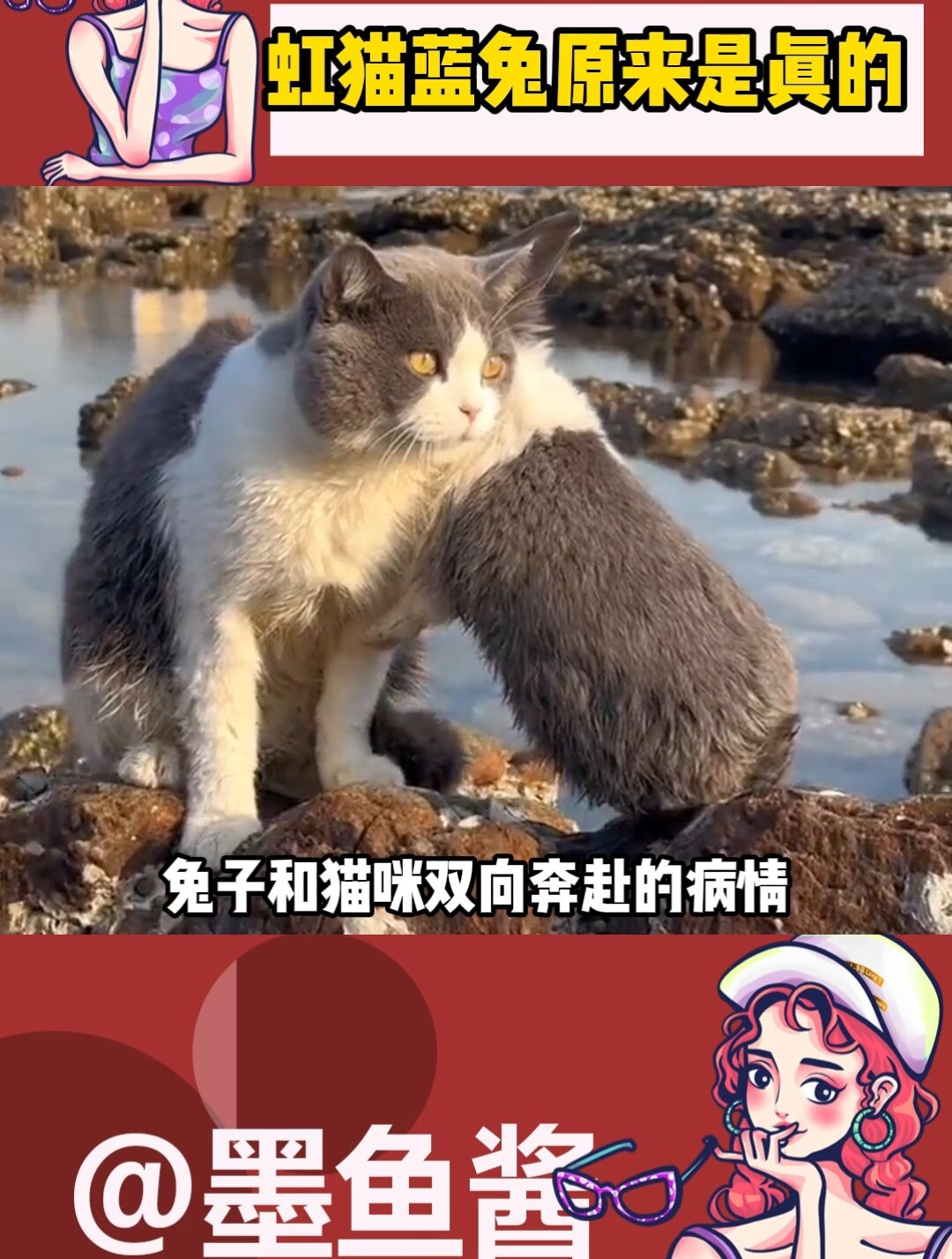 兔子和猫咪是好朋友的理由