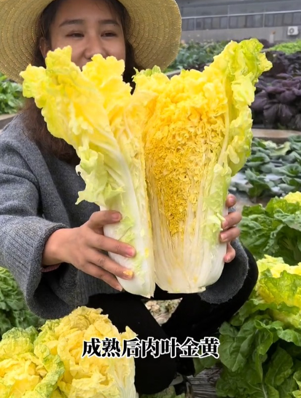 二伏正是种植冬储大白菜的时候,如何选择优良大白菜品种?