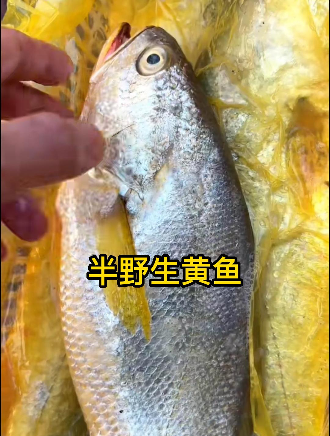 漏网逃生的大黄鱼,半野生状态,极品海鲜美食 东海原产地 大黄鱼