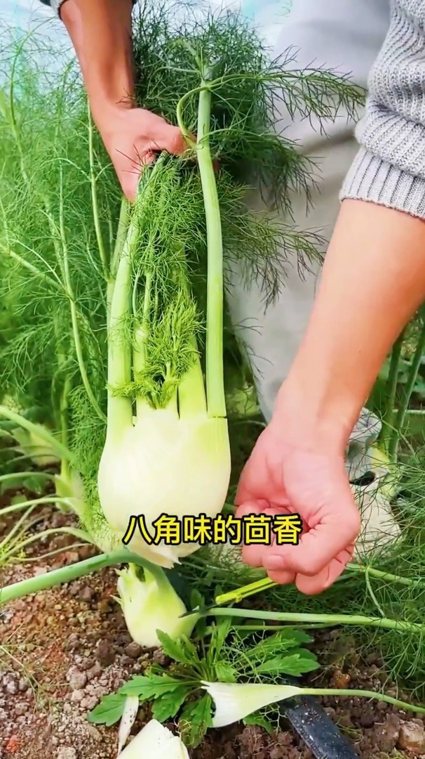 球茎茴香,即可以吃叶子,球茎可以生吃,你吃过吗?