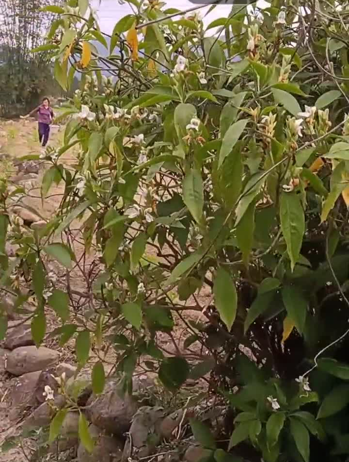 大自然的馈赠潮湿天气野生植物鸭嘴花又叫大驳骨牛舌兰你认识吗?