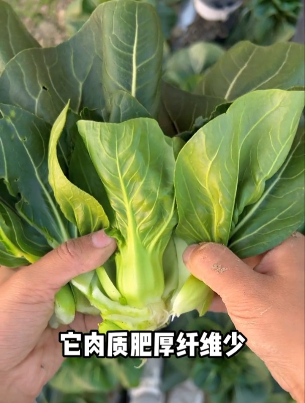 油菜“新品种”,一棵长的比盆还大,营养是普通青菜3倍!