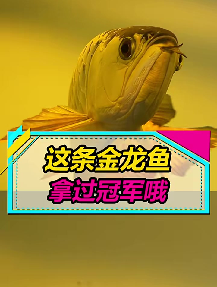 拿过冠军的金龙鱼,大家觉得值多少?金龙鱼 龙鱼 养鱼人