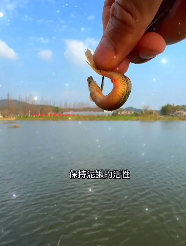 路亚鱼最爱的“饵料”,只要保证泥鳅活性,刺鱼一刺一个准!