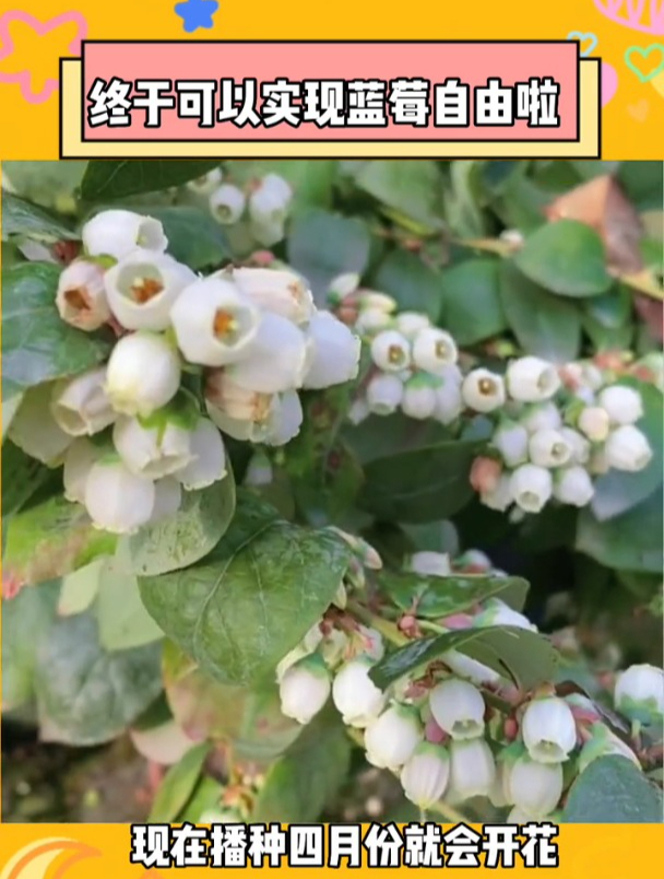 我喜欢的蓝莓,今年必须实现蓝莓自由~
