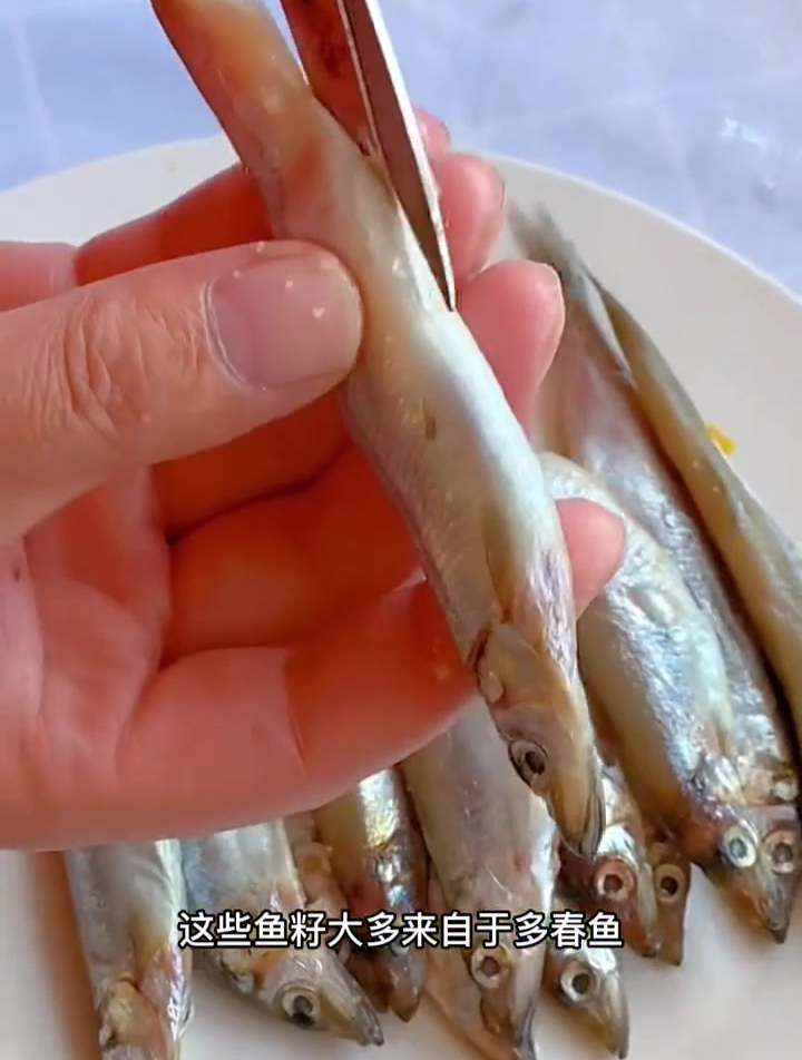 谁都能吃得起的鱼籽 奇妙知识