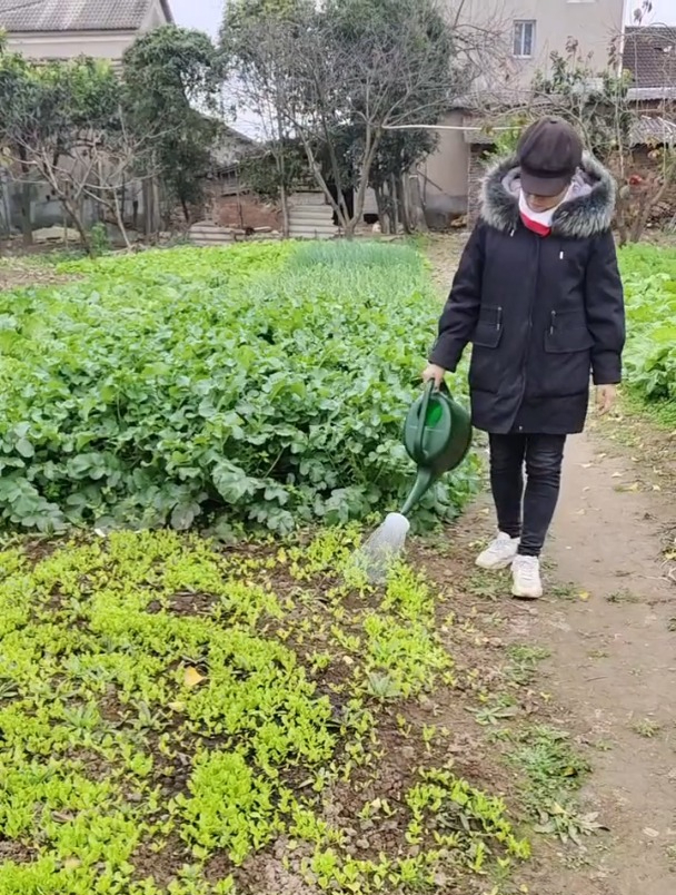 原来生菜播种后,是不需要浇水的