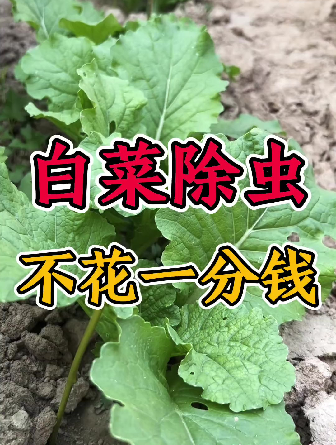 白菜除虫不花一分钱