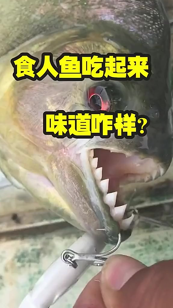 钓那么多食人鱼,吃起来好吃不?今天探索一下