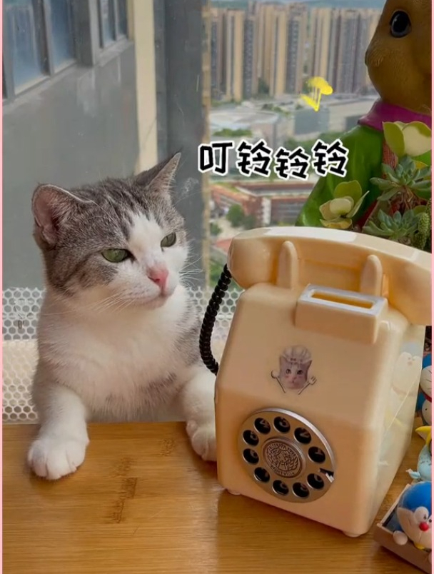 猫咪用西瓜哈密瓜做了份盆栽蛋糕,要来一份吗?