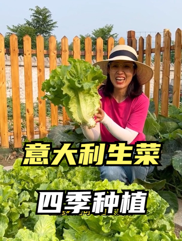 二月种生菜出芽率低?撒籽前做好这一步,生菜颗颗饱满,虫害少