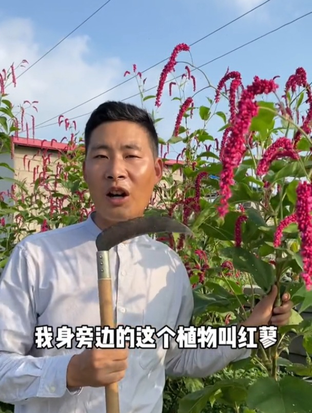 红蓼别名东方蓼,其果实入药,名为水红花子,有活血、止痛等功效