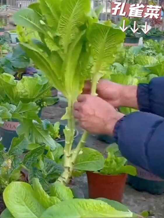 孔雀菜的种植时间和方法!