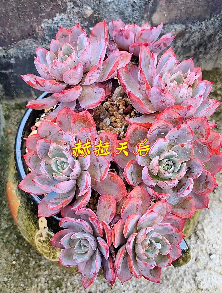 赫拉多肉养殖方法和注意事项