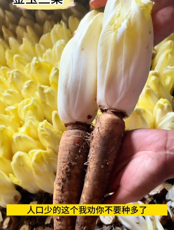 老妈将“废根”埋进花盆,却长成天价娃娃菜,碰一下都不行
