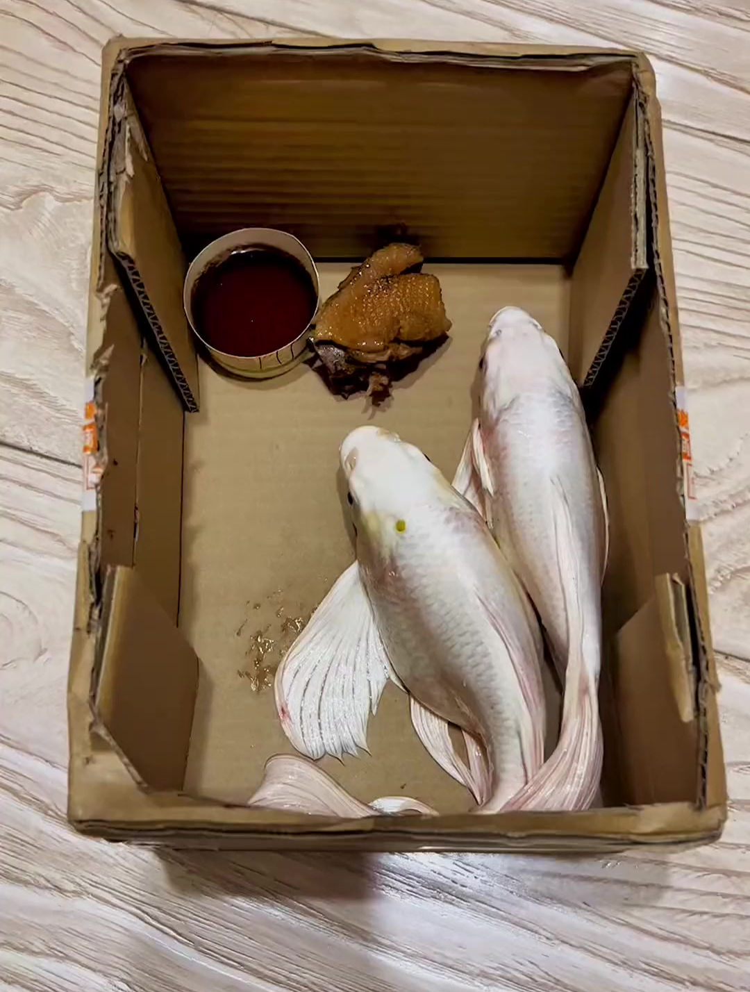这新买的蝴蝶鲤为啥不吃东西呢?谁来赶紧教教我