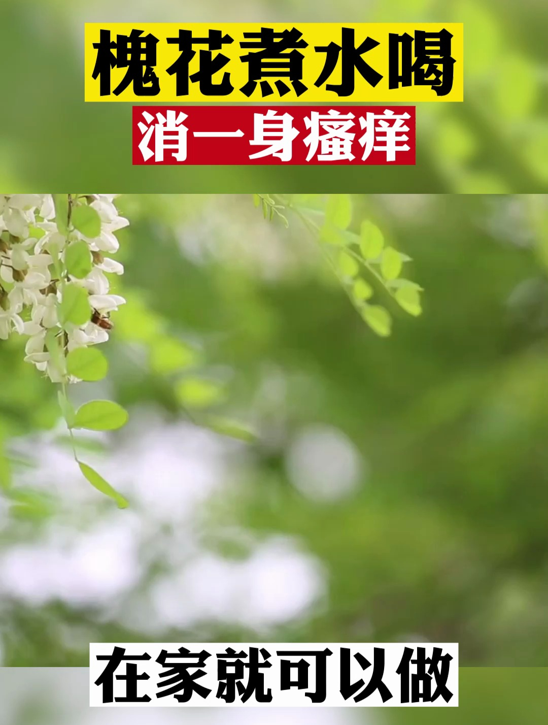 槐花煮水喝,消一身瘙痒