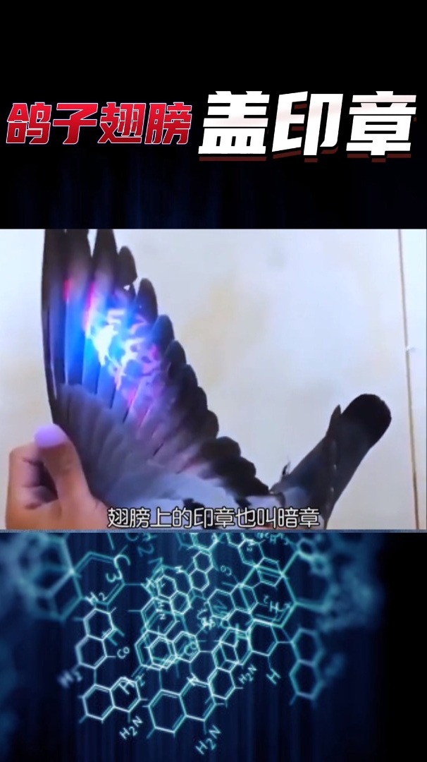 为什么要给鸽子翅膀上盖印章呢?你知道原因吗