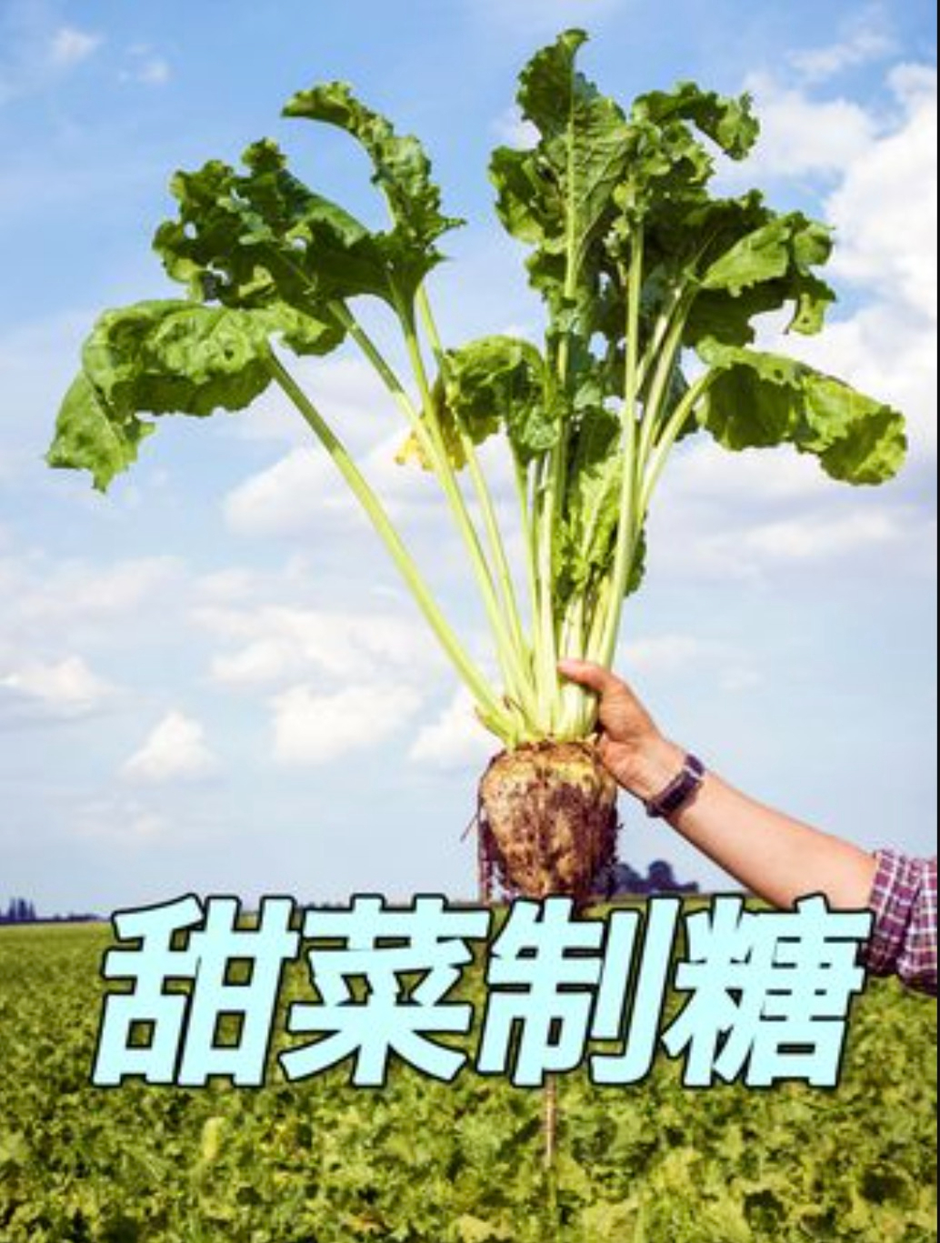 甜菜甘蔗是如何提取出白糖的?白糖、红糖等不同的糖有什么区别?