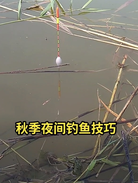 你知道秋季夜晚钓鱼技巧?记得一定要看完了,来评论区点评哦!