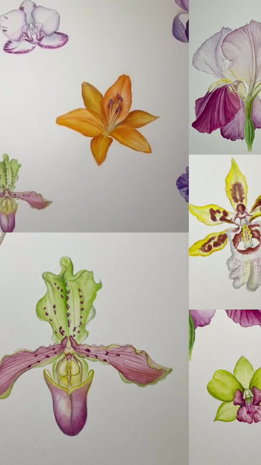 自然笔记,植物科学画
