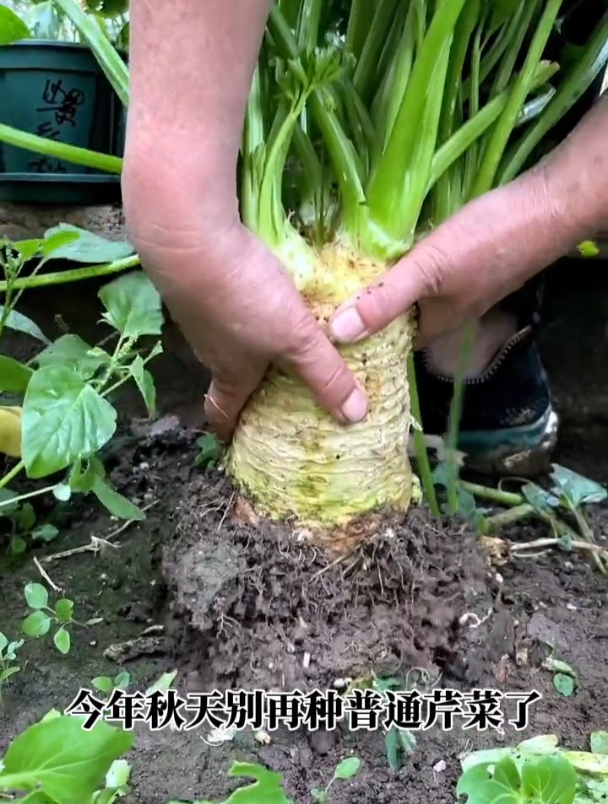 到底是什么芹菜?长着大大的根茎,营养竟不输牛肉!