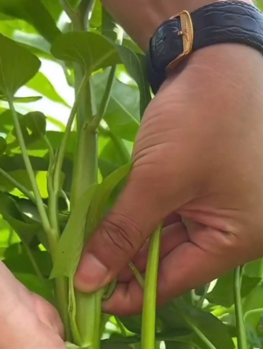 家庭露天种植“空心菜”,记住这几个方法,又多又嫩还没虫害!