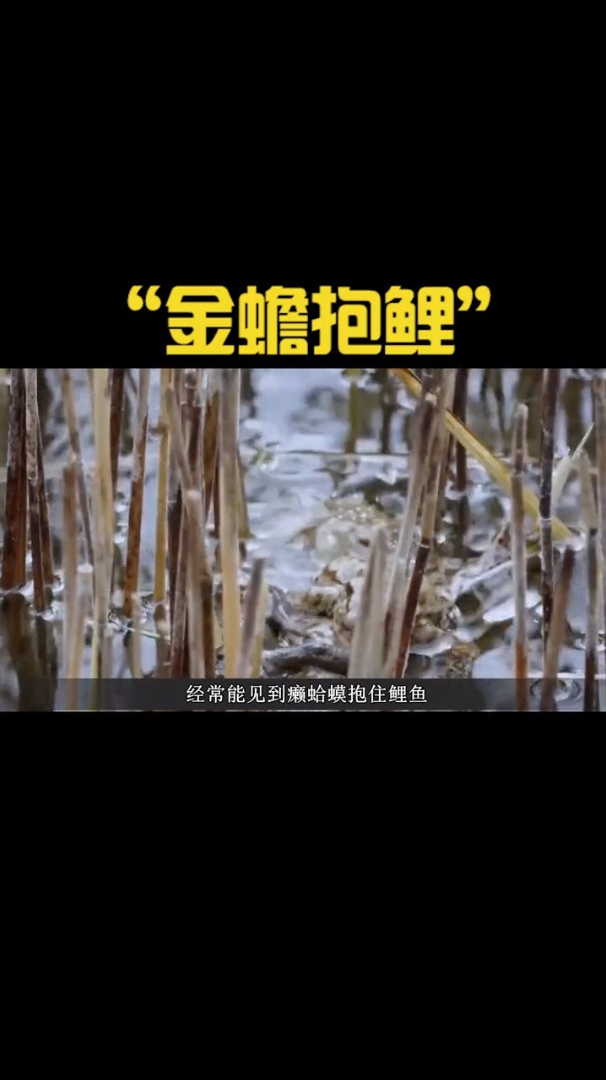 癞蛤蟆会抱紧鲤鱼,并牢牢扣住鱼的眼睛,为什么会出现这种现象?
