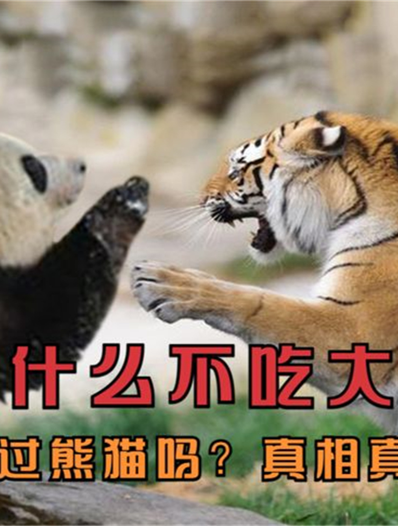 老虎为什么不吃大熊猫?它能打得过熊猫吗?真相真的绝了!5