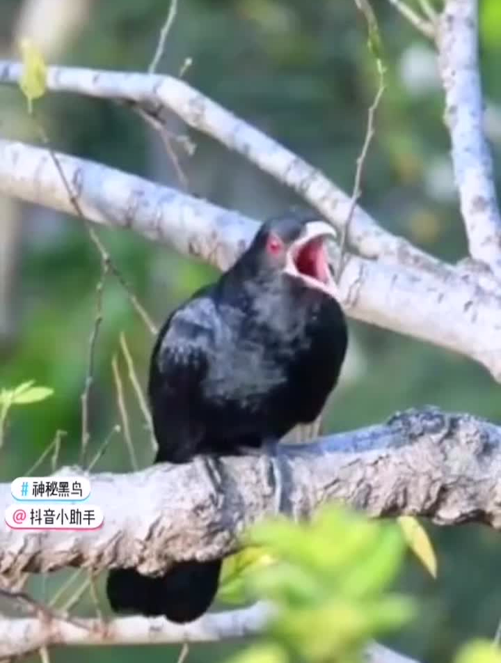 户外神奇的动物黑水鸡秧鸡黑水鸡叫声