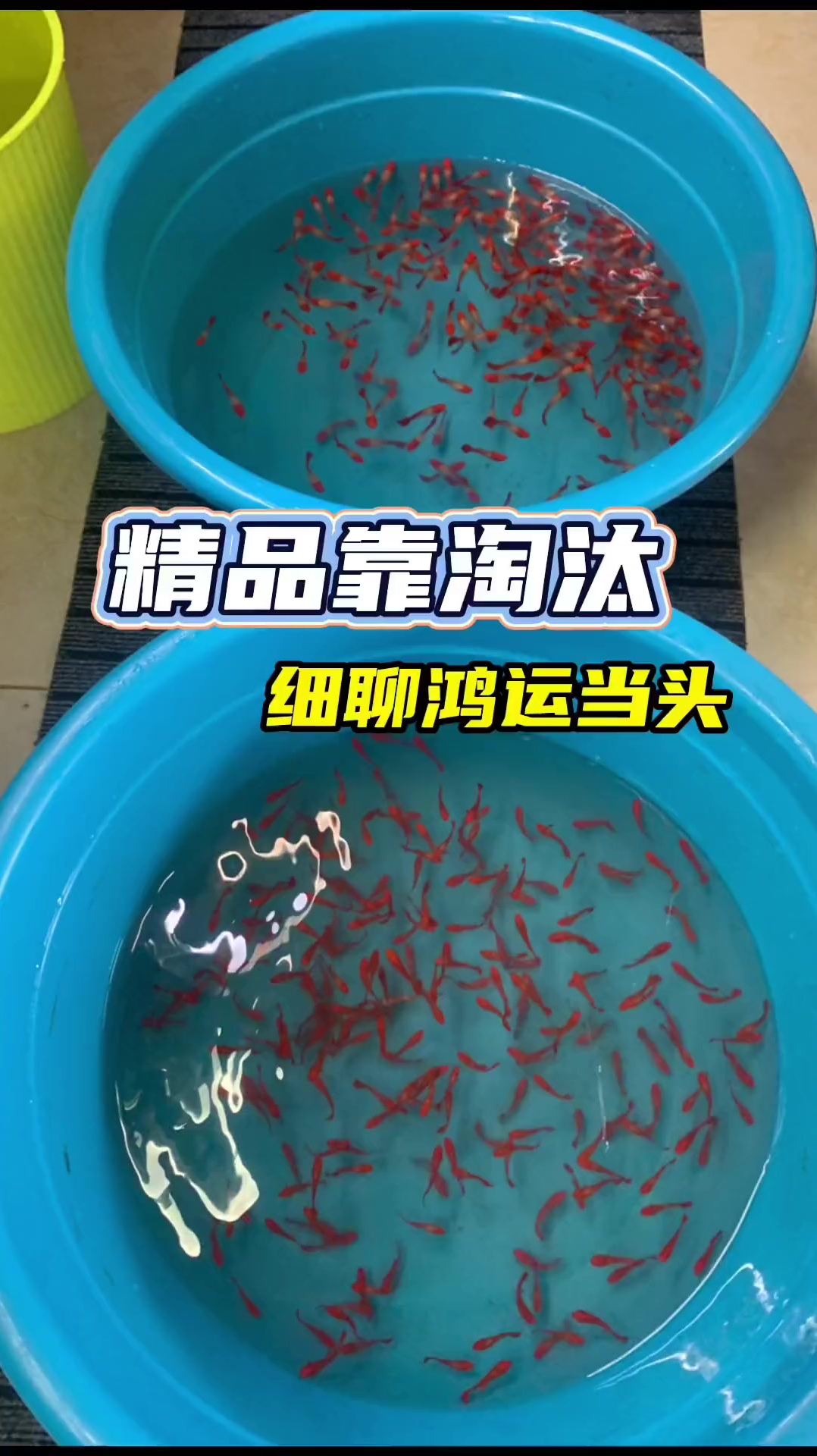 精品靠淘汰细聊鸿运当头孔雀鱼