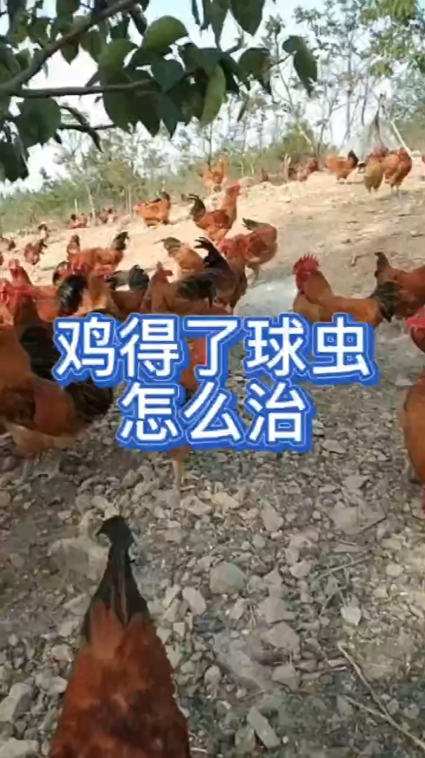 鸡拉血便吃什么?鸡拉血便怎么办?鸡拉血便是怎么回事?鸡拉西红柿样的粪便怎么办?
