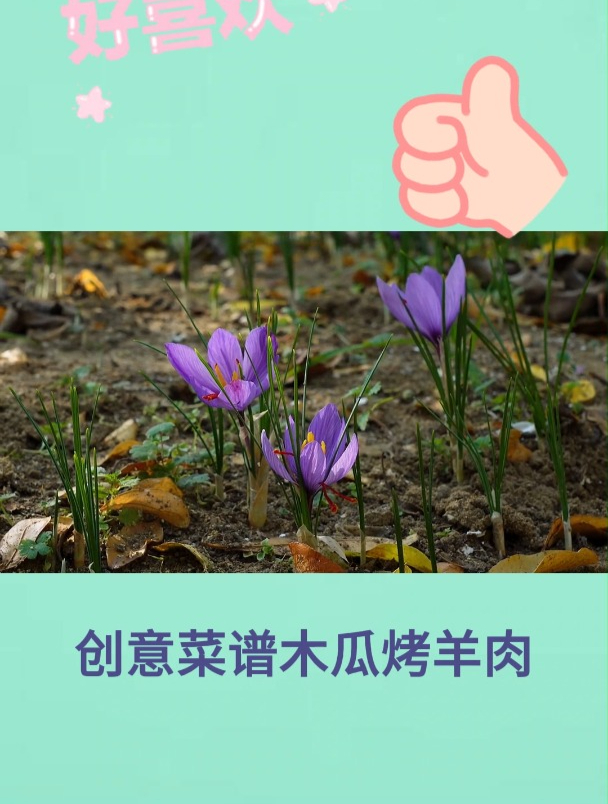创意菜谱木瓜烤羊肉3
