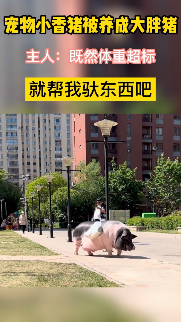 宠物猪被养成大胖猪,主人:既然超重了,就只能当苦力了!
