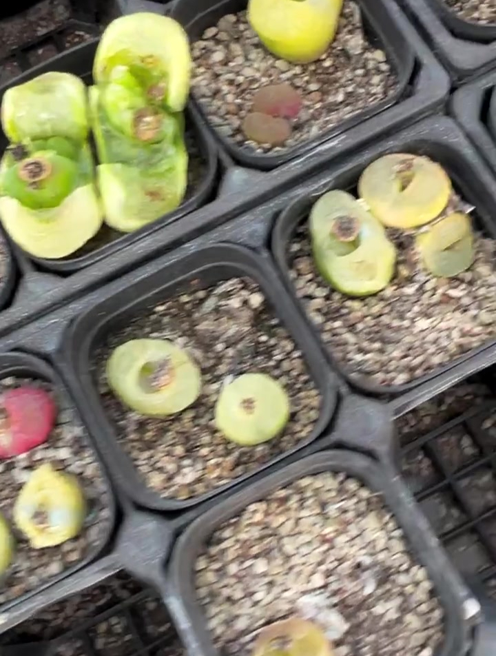 肉锥,记录多肉生活,多肉植物