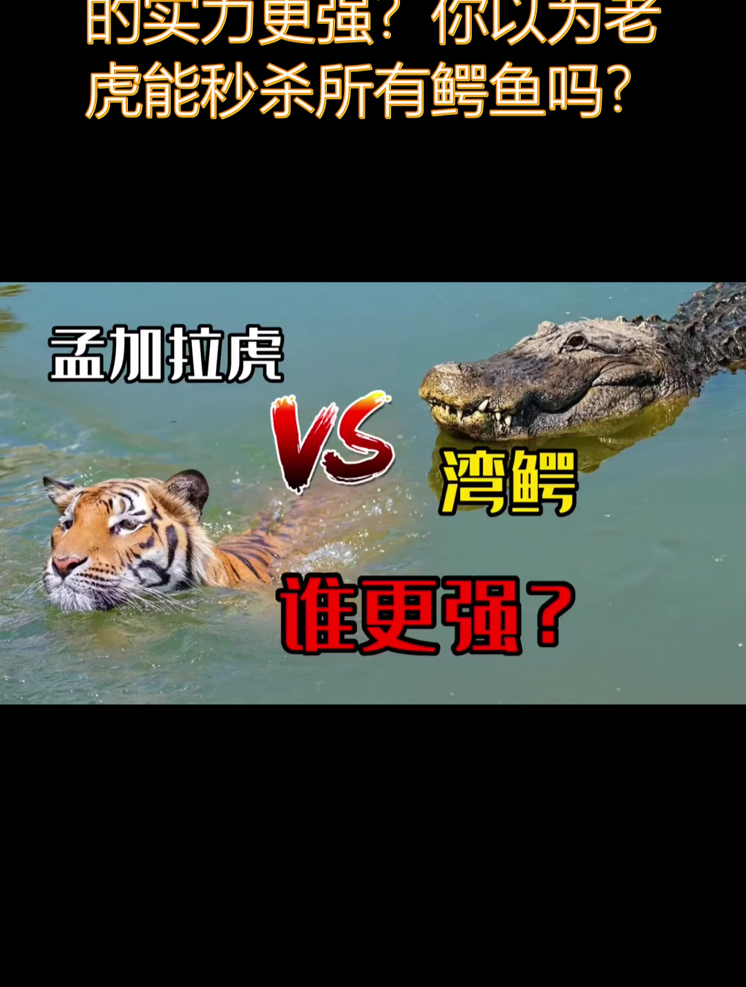 孟加拉虎VS湾鳄 谁的实力更强 你以为老虎能秒杀所有鳄鱼吗