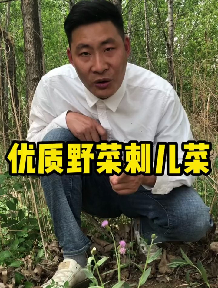 刺儿菜学名小蓟,是一种优质野菜,不仅可以食用,还可以入药