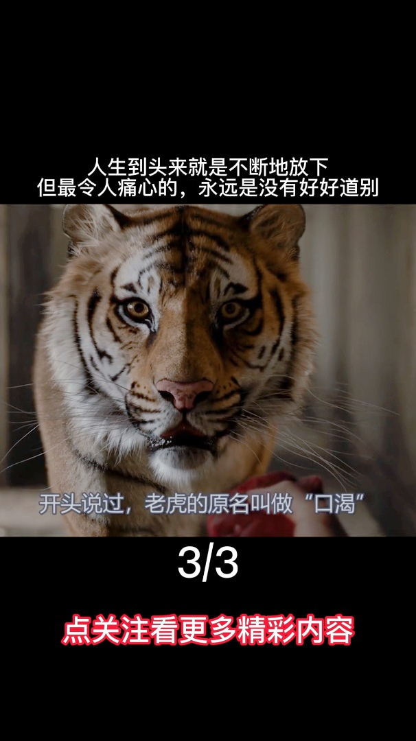 值得反复观看仔细琢磨的影片《少年派的奇幻漂流》