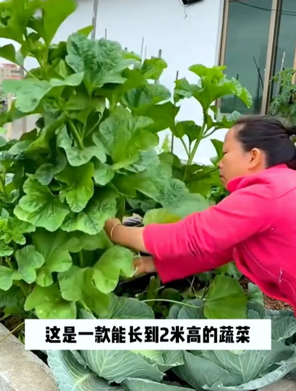 这种蔬菜抗寒力强,可多次采收,人称“冬葵”,南方甚少有人吃过