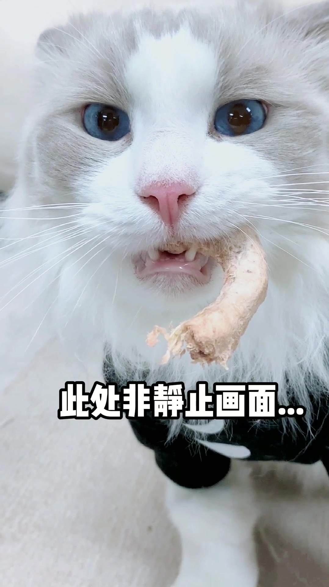 一个鸡脖冻干印发的两猫冲突!