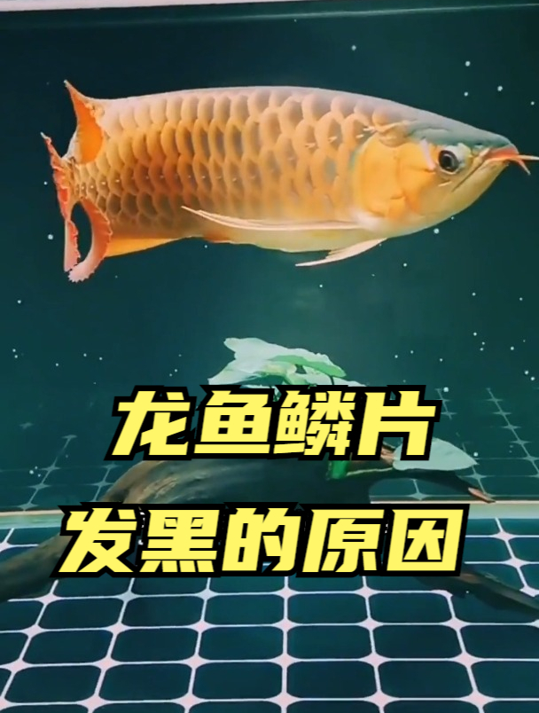 龙鱼鳞片发黑的原因是什么?