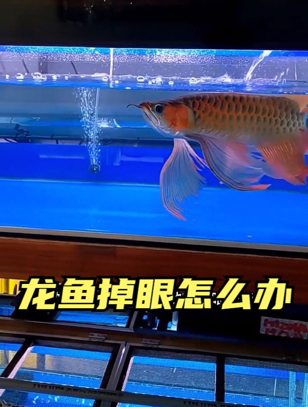 龙鱼掉眼怎么办才好?