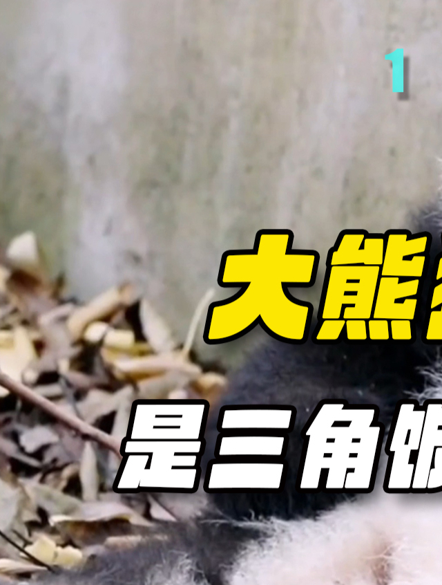 幼年时最可爱的3只大熊猫,花花酷似毛绒玩具,难怪成为熊界顶流