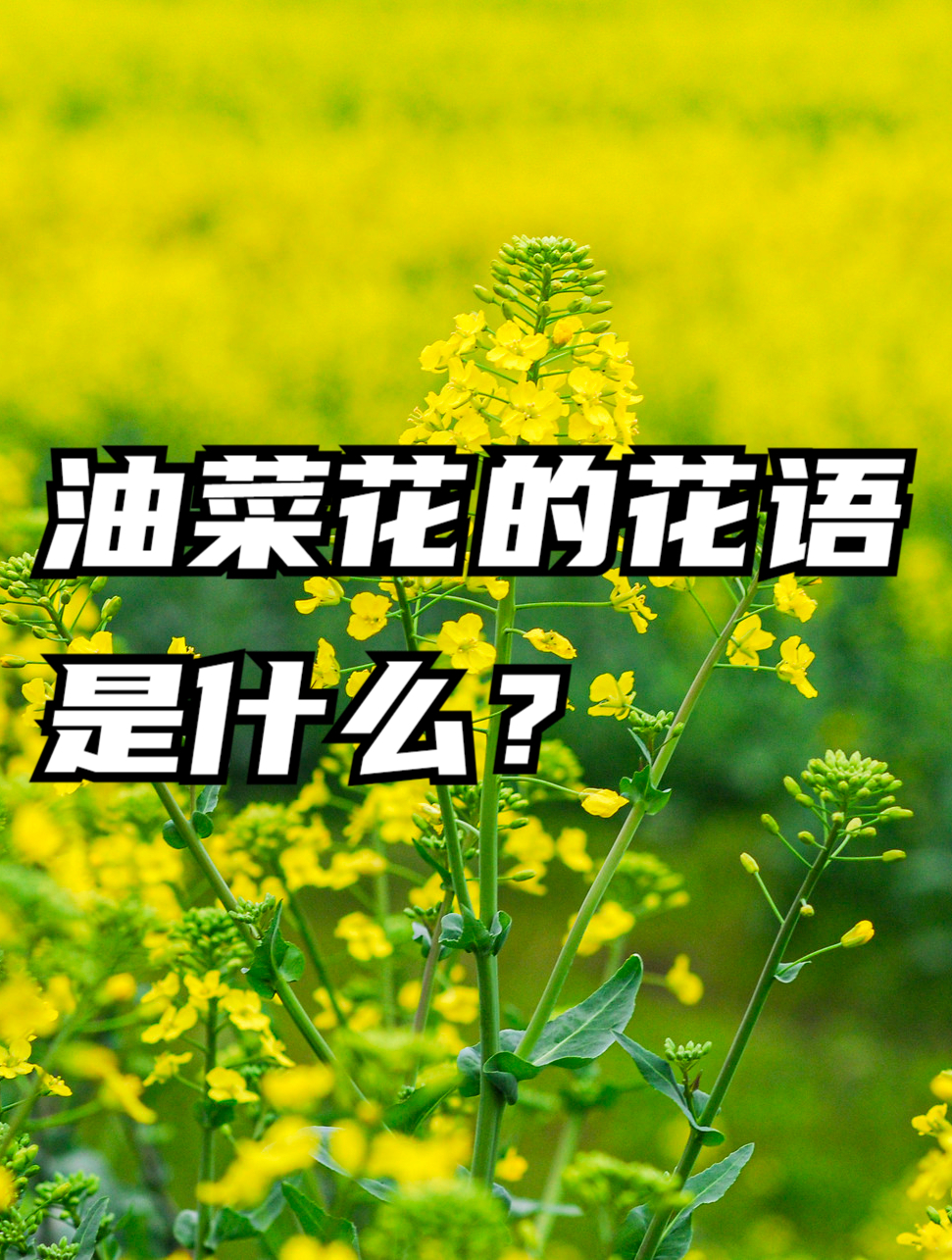 油菜花的花语是什么?有什么寓意?
